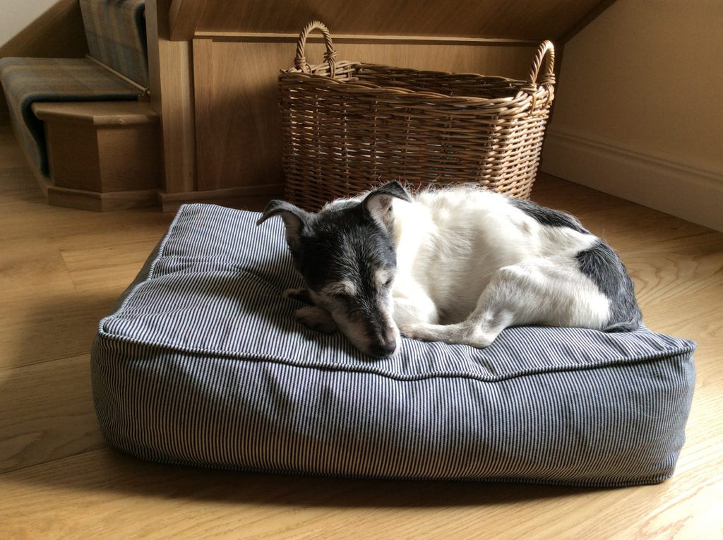 BERNIE LOVES HIS NEW BED…